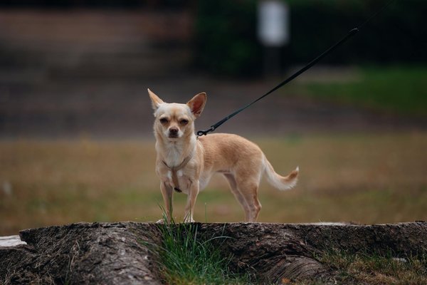 What are the key challenges facing UK tech in the realm of data privacy?